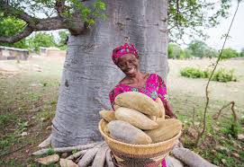 Baobab fruit and powder