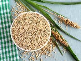 A close-up of sorghum grains